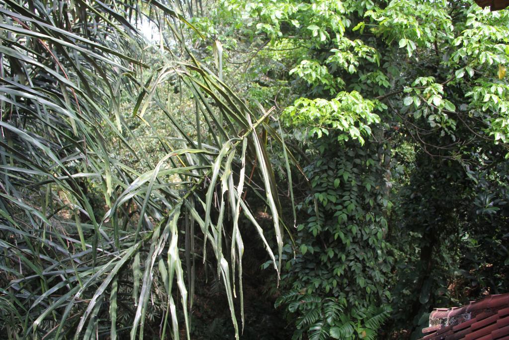 Aji Lodge Bungalow Ubud Exterior foto